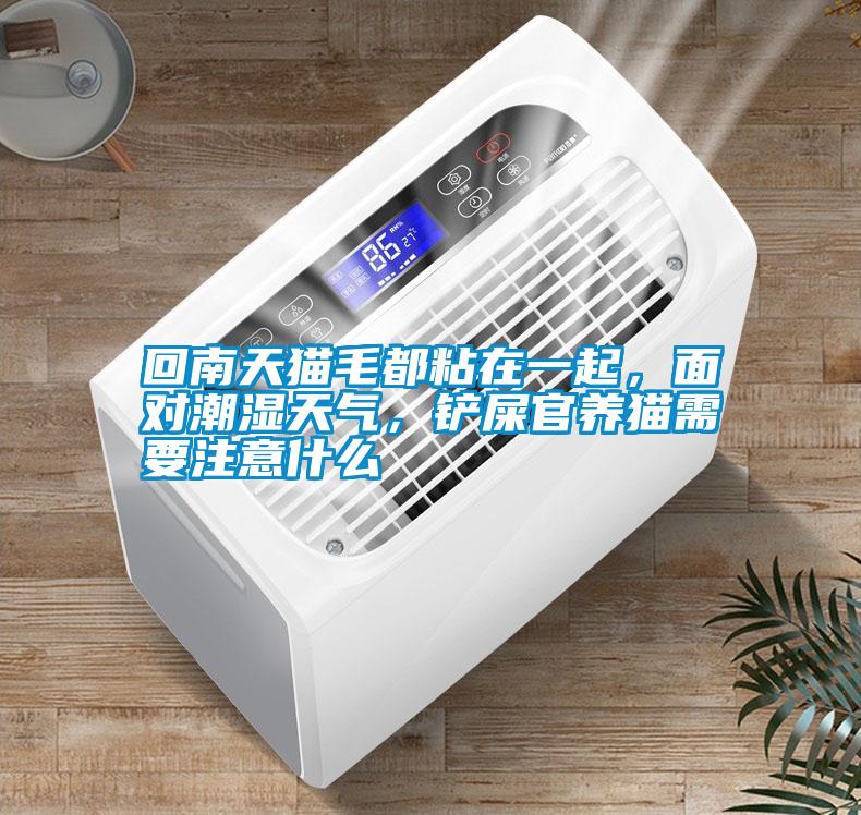 回南天貓毛都粘在一起，面對潮濕天氣，鏟屎官養貓需要注意什么