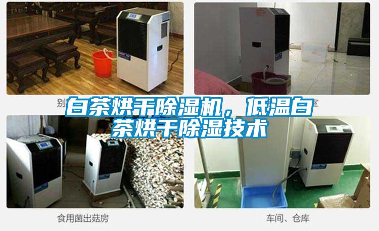 白茶烘干除濕機，低溫白茶烘干除濕技術